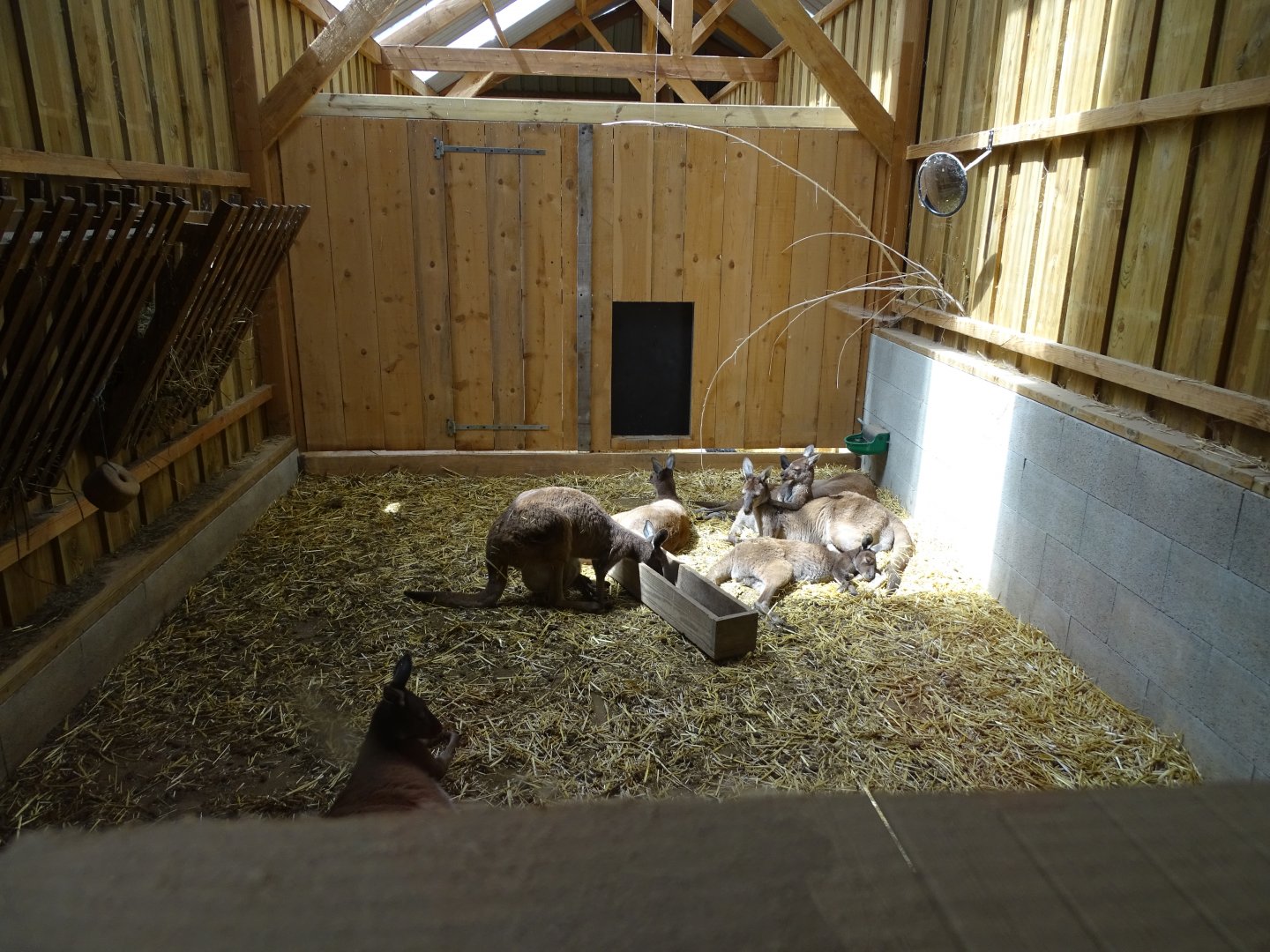Western grey kangaroo (Macropus fuliginosus) indoor