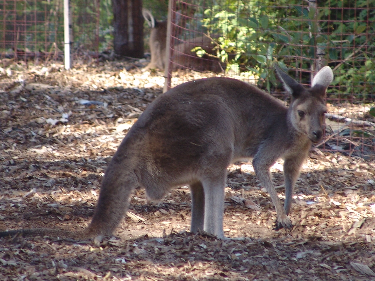 Western Grey Kangaroo (Macropus fuliginosus)
