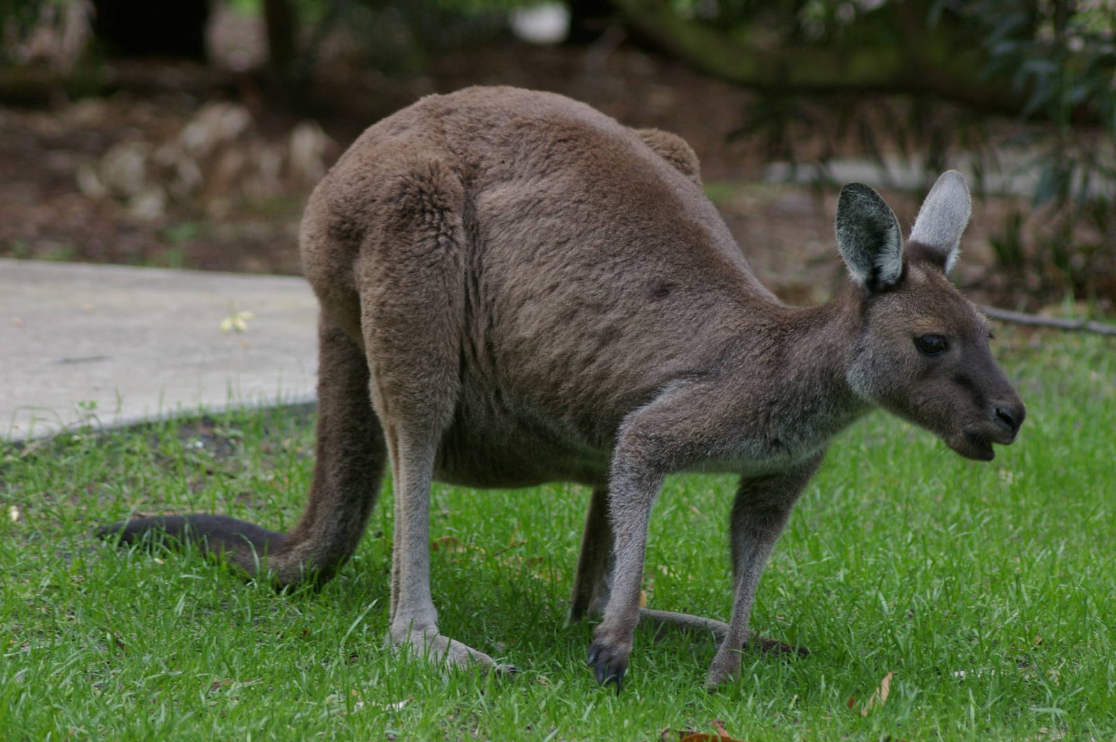 Western grey kangaroo (Macropus fuliginosus)