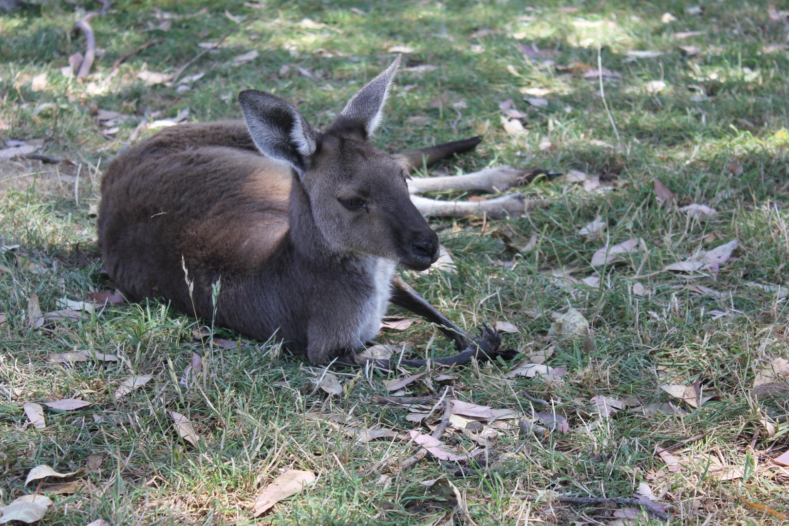 Western Grey Kangaroo (Macropus fuliginosus)