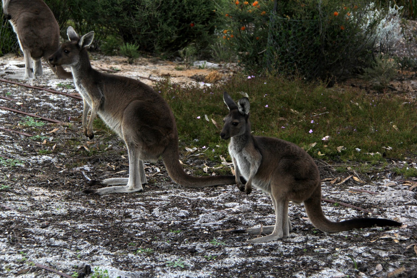 western grey kangaroo (Macropus fuliginosus)