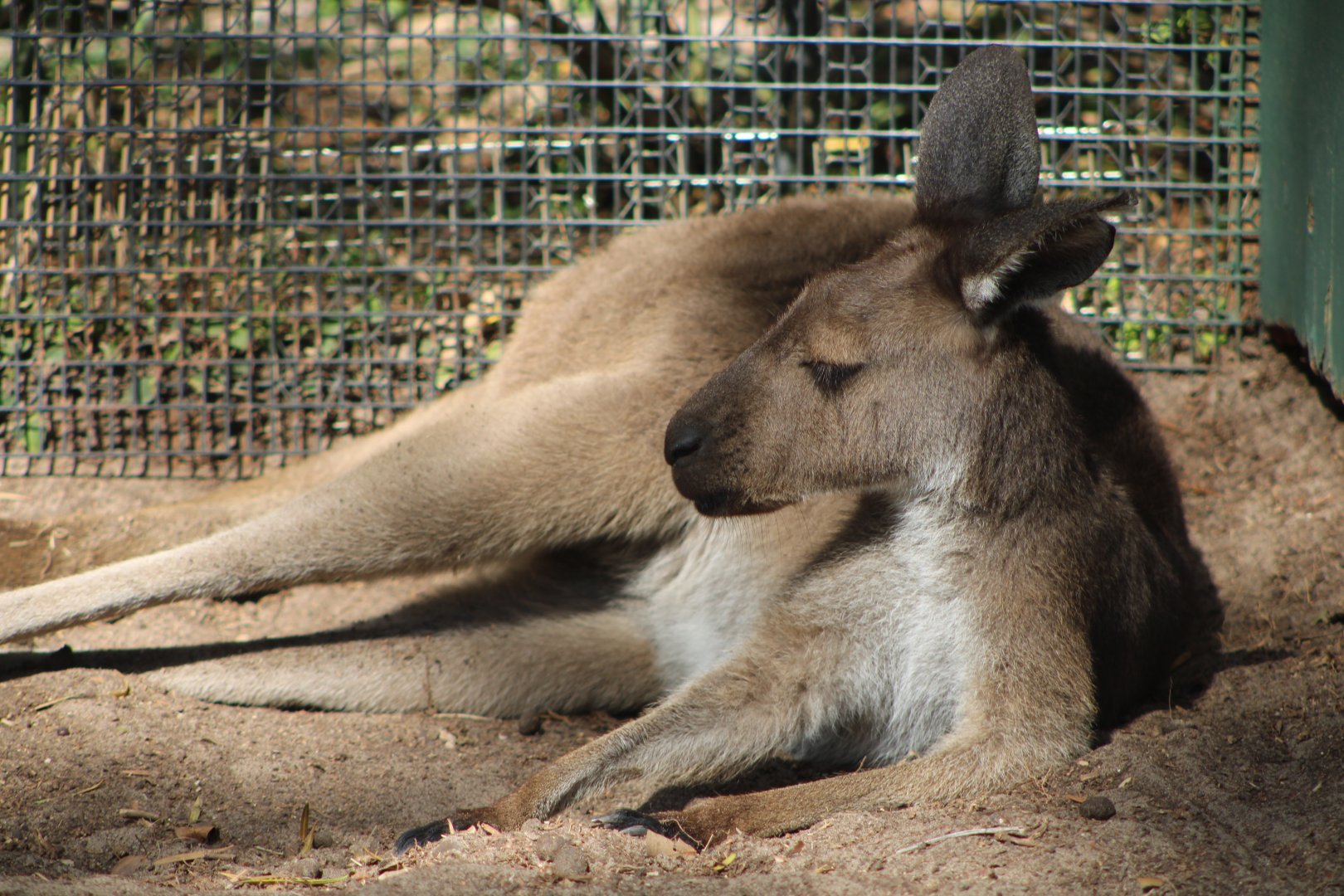 Western Grey Kangaroo (Macropus fuliginosus)