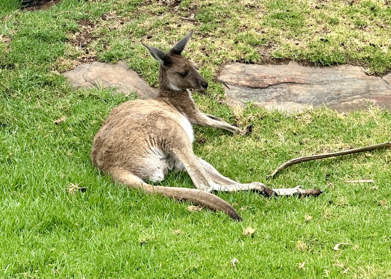 Western grey kangaroo (Macropus fuliginosus)
