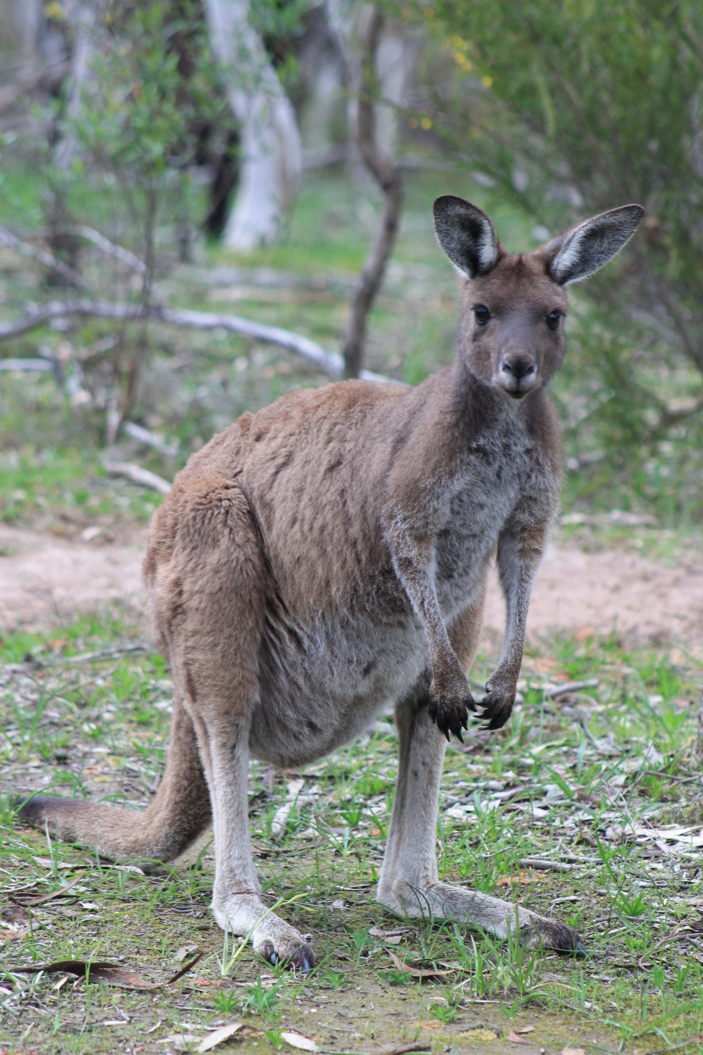 Western Grey Kangaroo (Macropus fuliginosus)