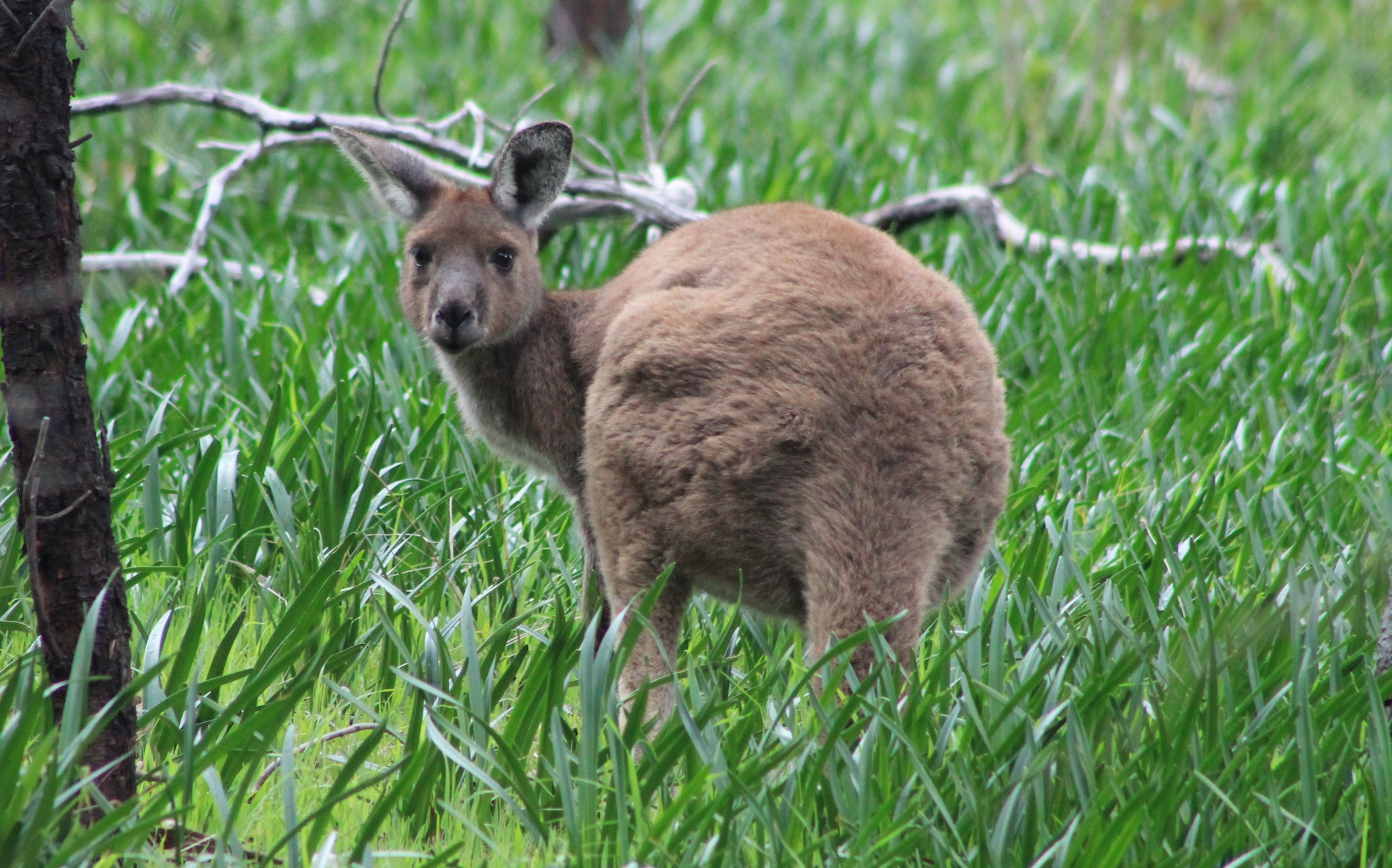 Western Grey Kangaroo (Macropus fuliginosus)