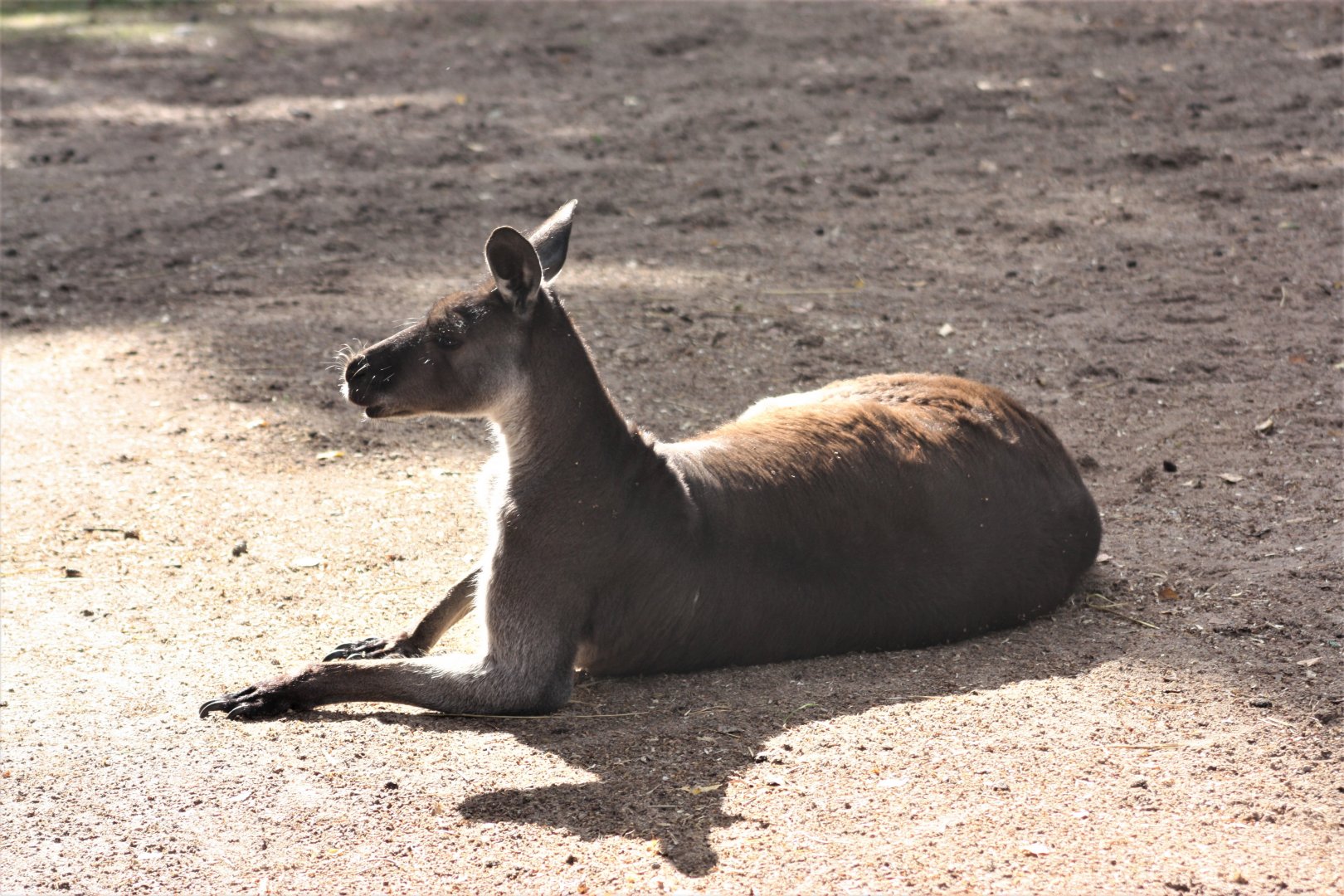Western grey kangaroo - male