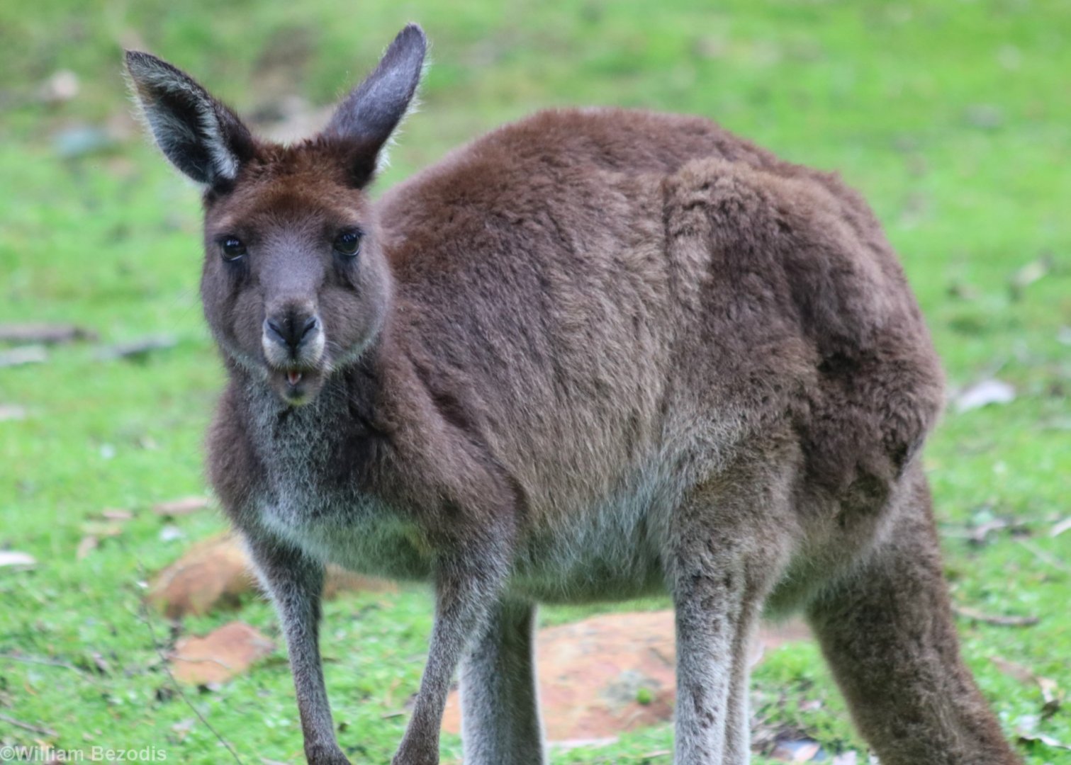 Western Grey Kangaroo - Mundaring Weir