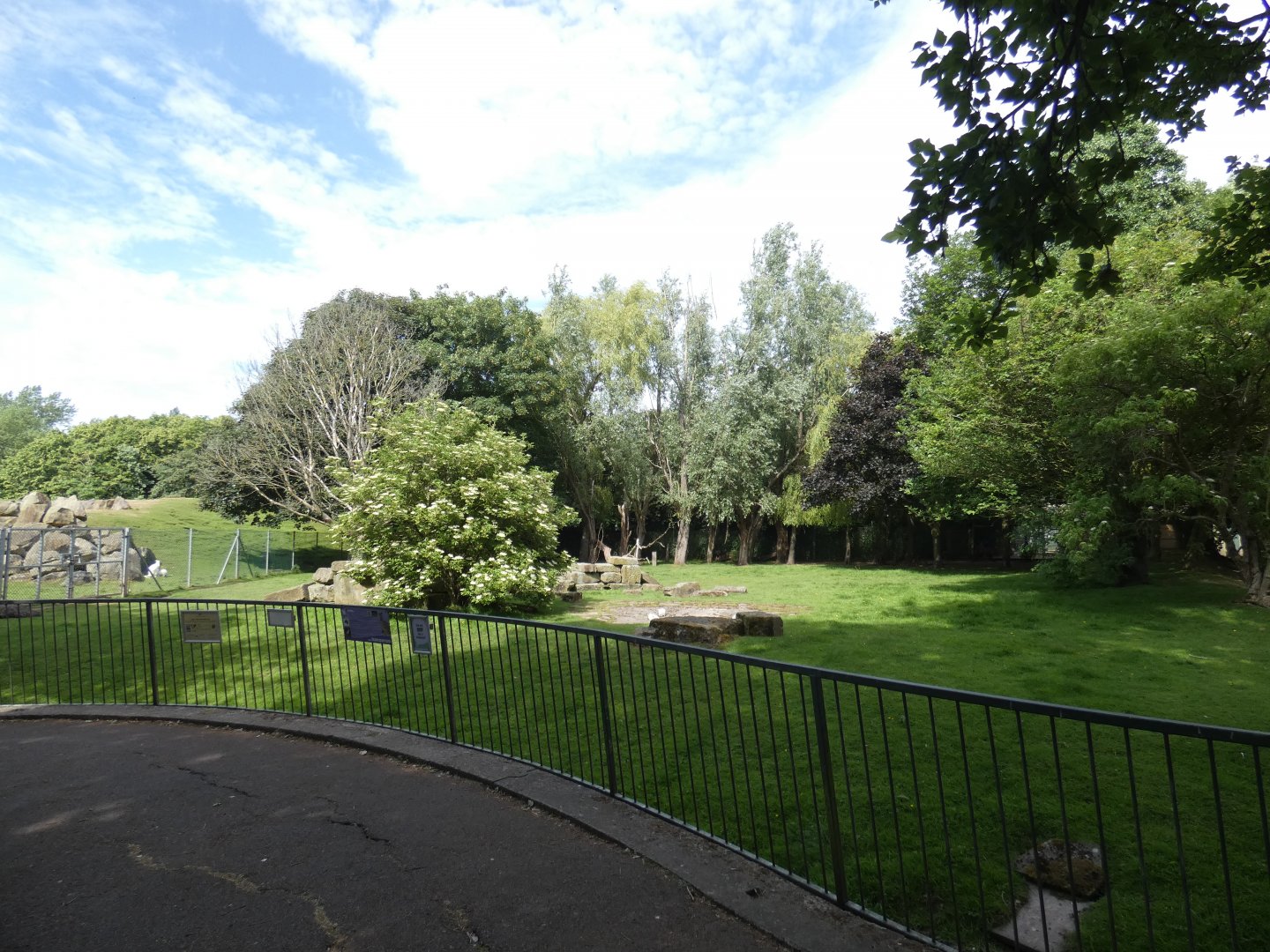 Western grey kangaroo paddock