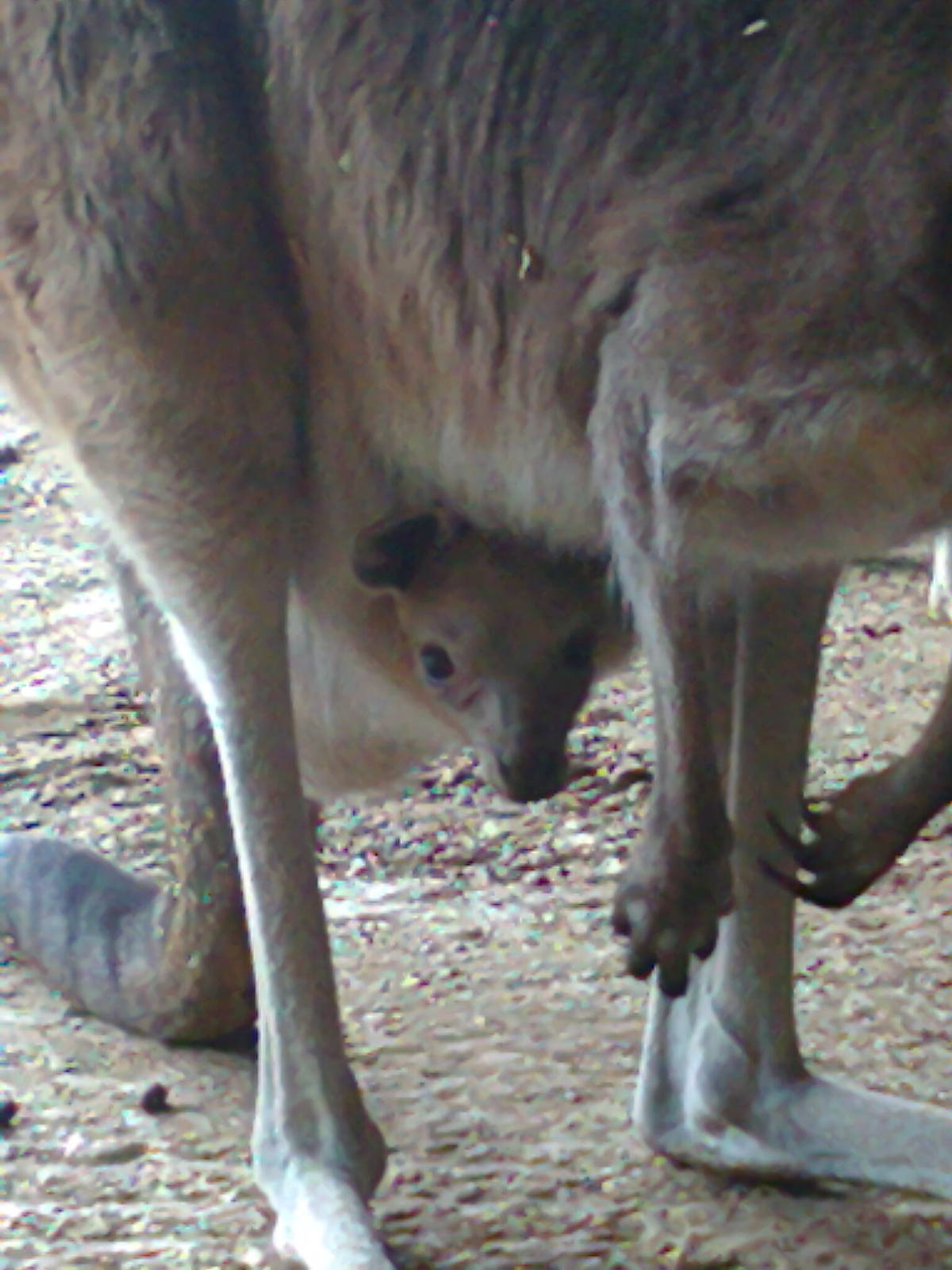 Western Grey Kangaroo Roo 2011