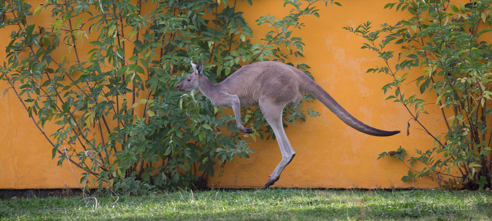 Western grey kangaroo : Twycross : 03 Oct 2014