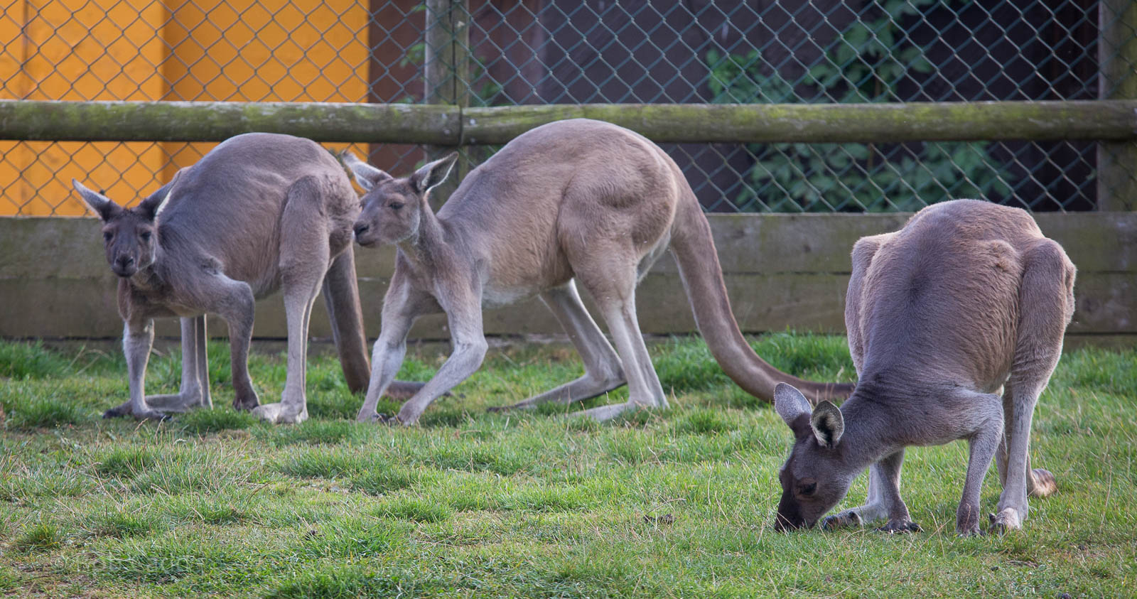 Western grey kangaroo : Twycross : 03 Oct 2014