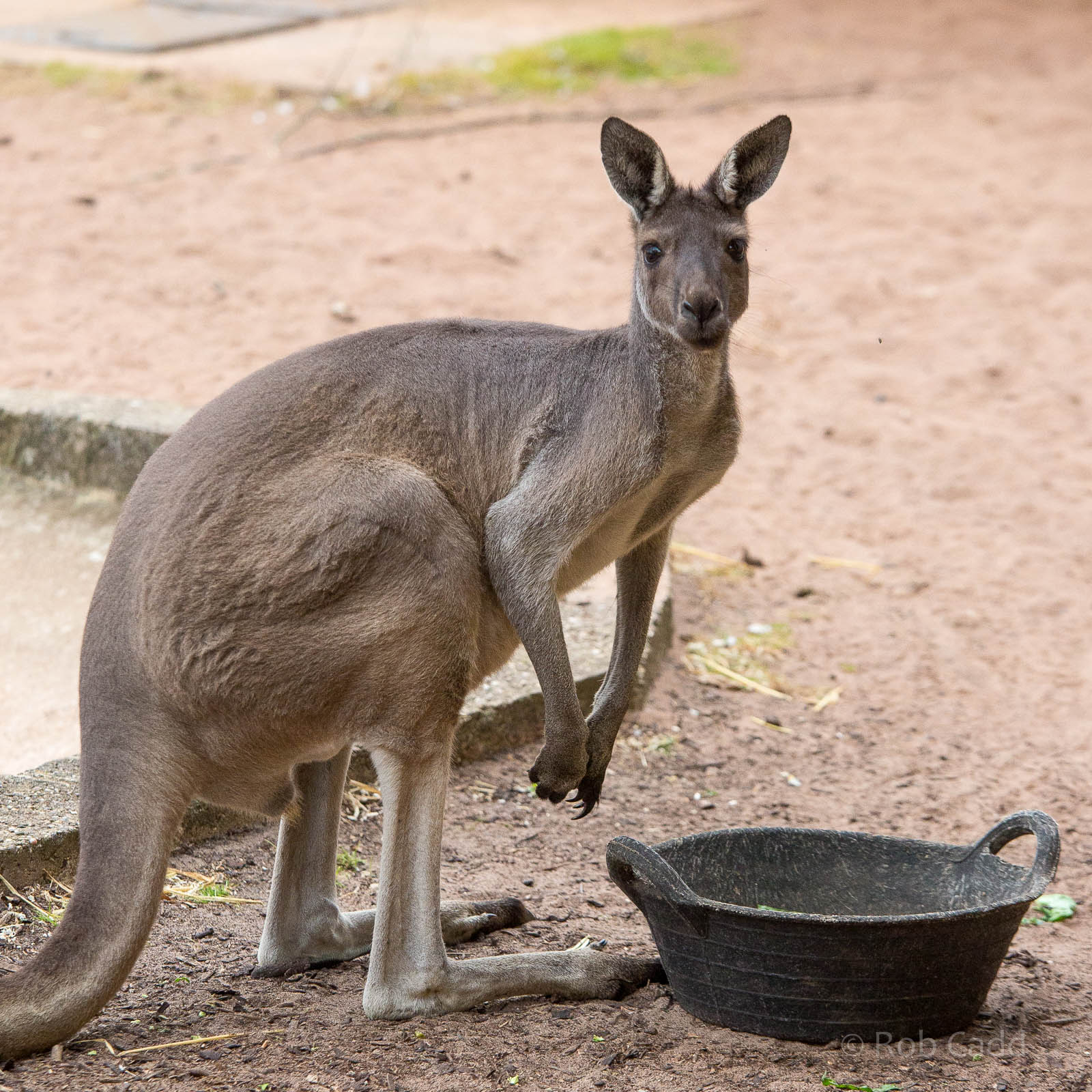 Western grey kangaroo : Twycross : 19 Sep 2014