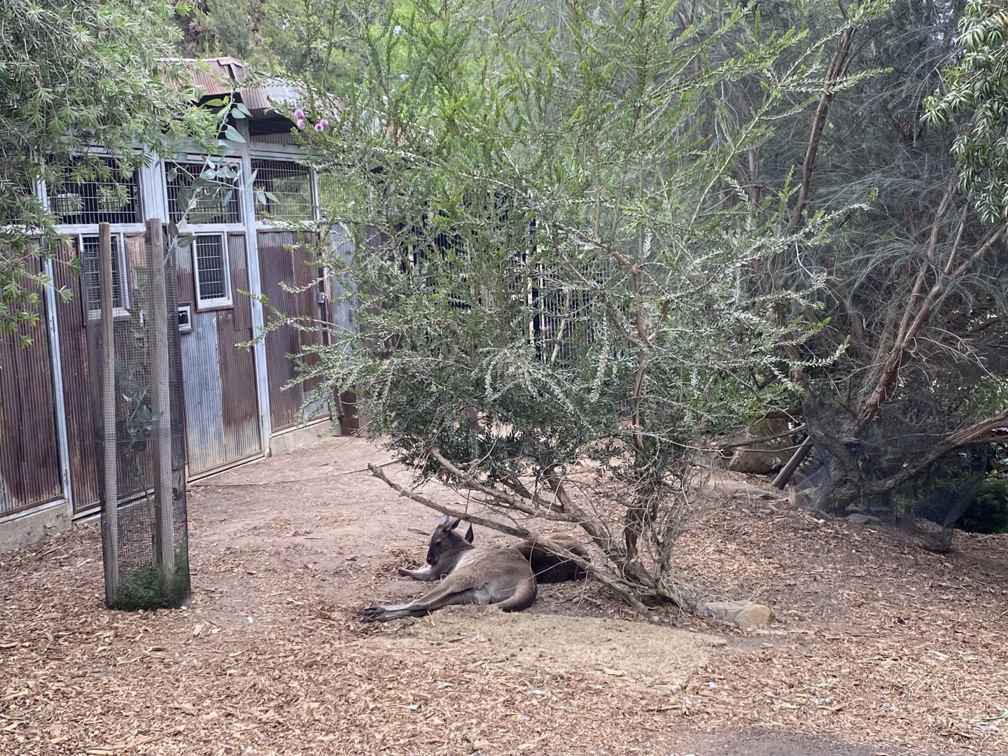 Western Grey Kangaroo - Walkabout Australia