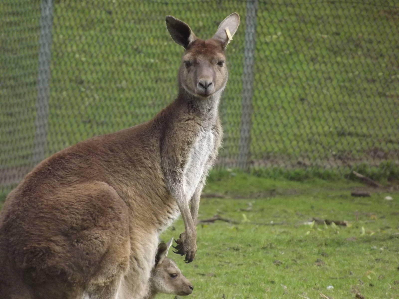 Western Grey Kangaroo with joey at Blackpool Zoo 21/04/12