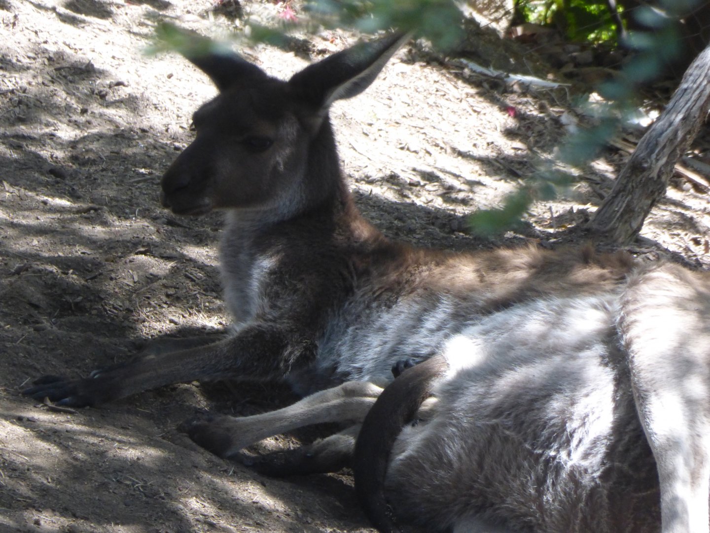 Western grey kangaroo with joey