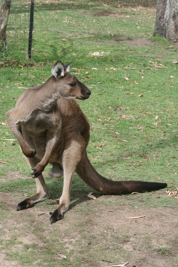 Western Grey Kangaroo