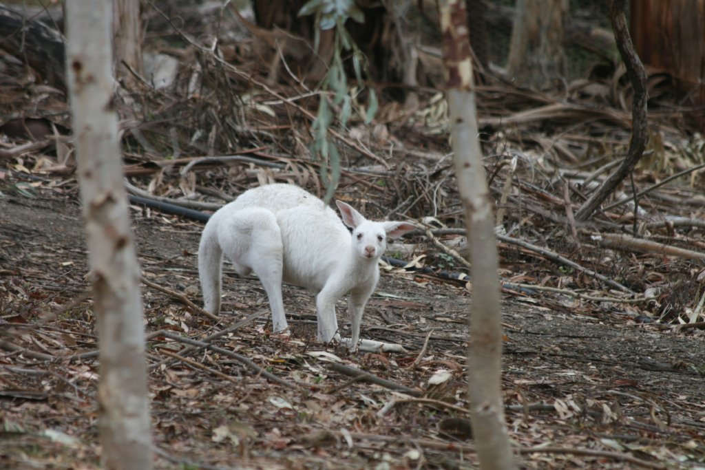 Western Grey Kangaroo