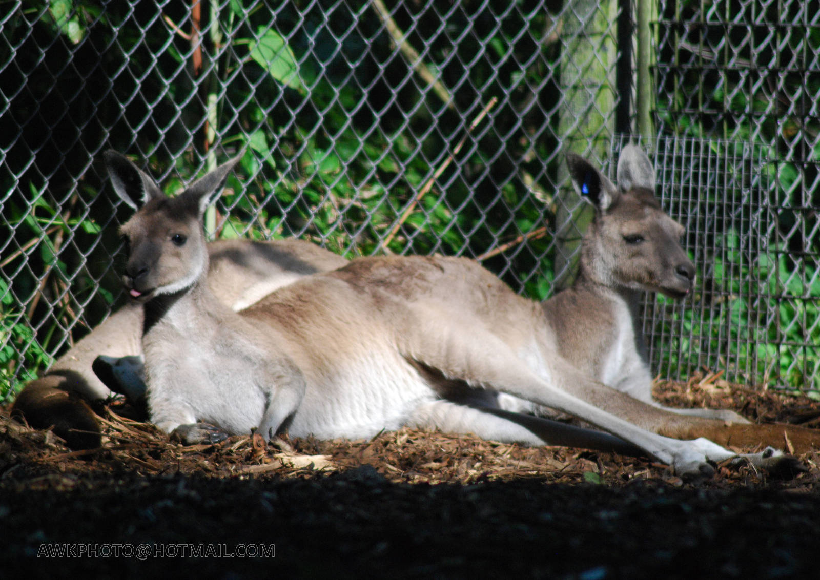 WESTERN GREY KANGAROO