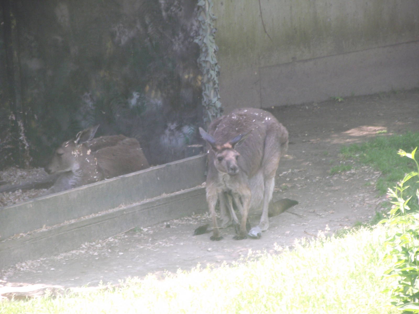 Western Grey Kangaroo