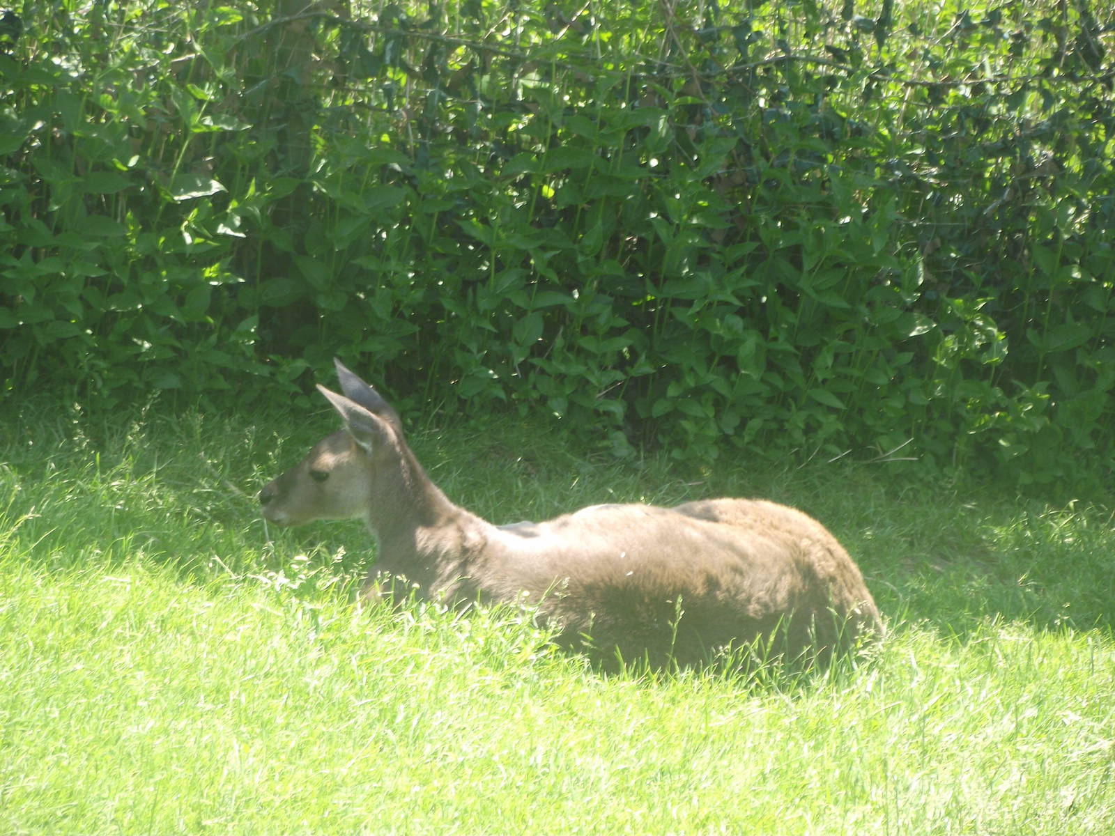 Western Grey Kangaroo