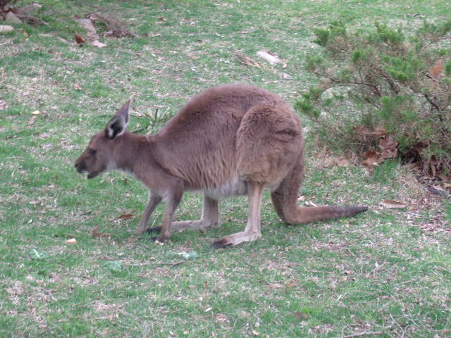 Western Grey Kangaroo