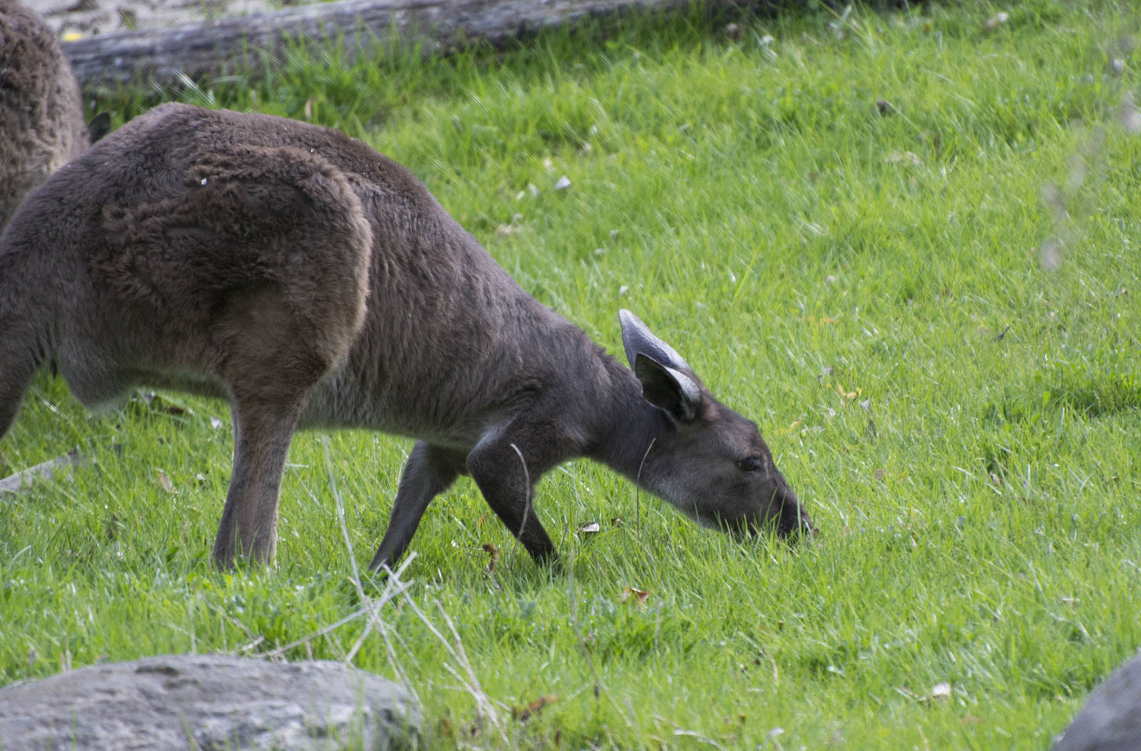 Western Grey Kangaroo