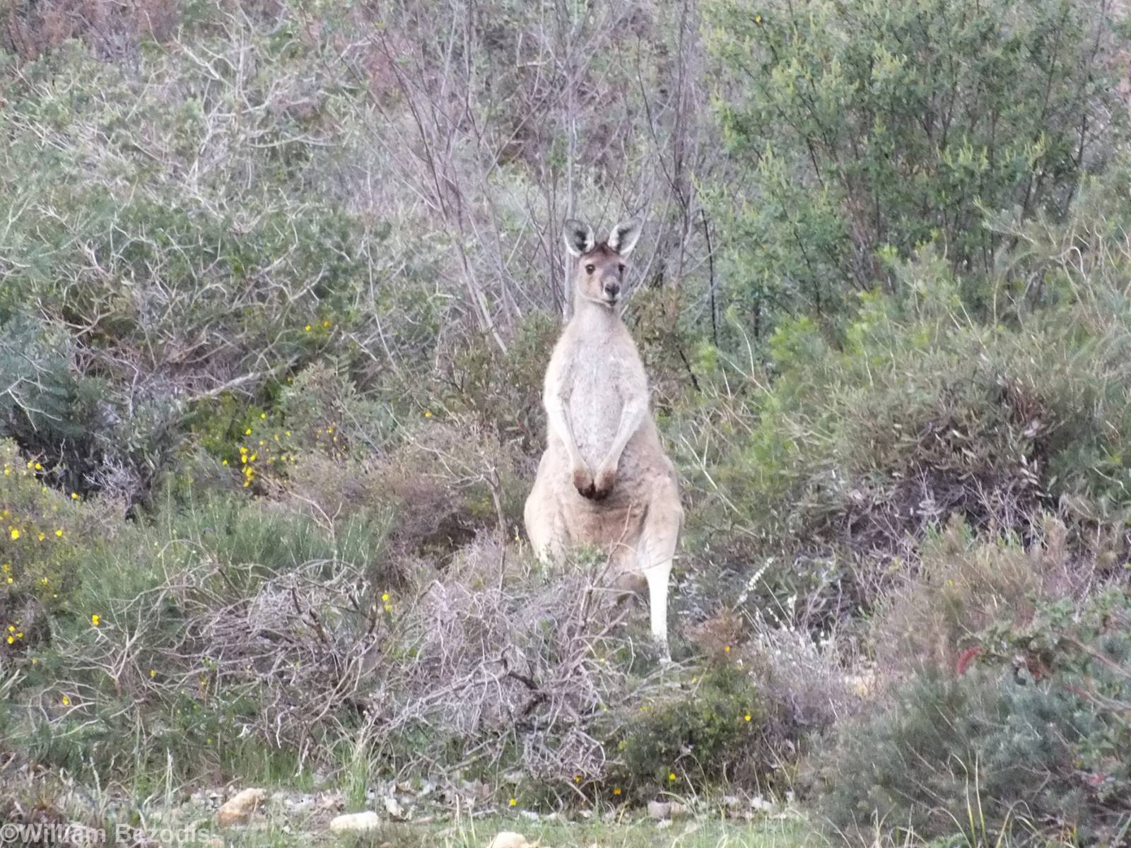 Western Grey Kangaroo