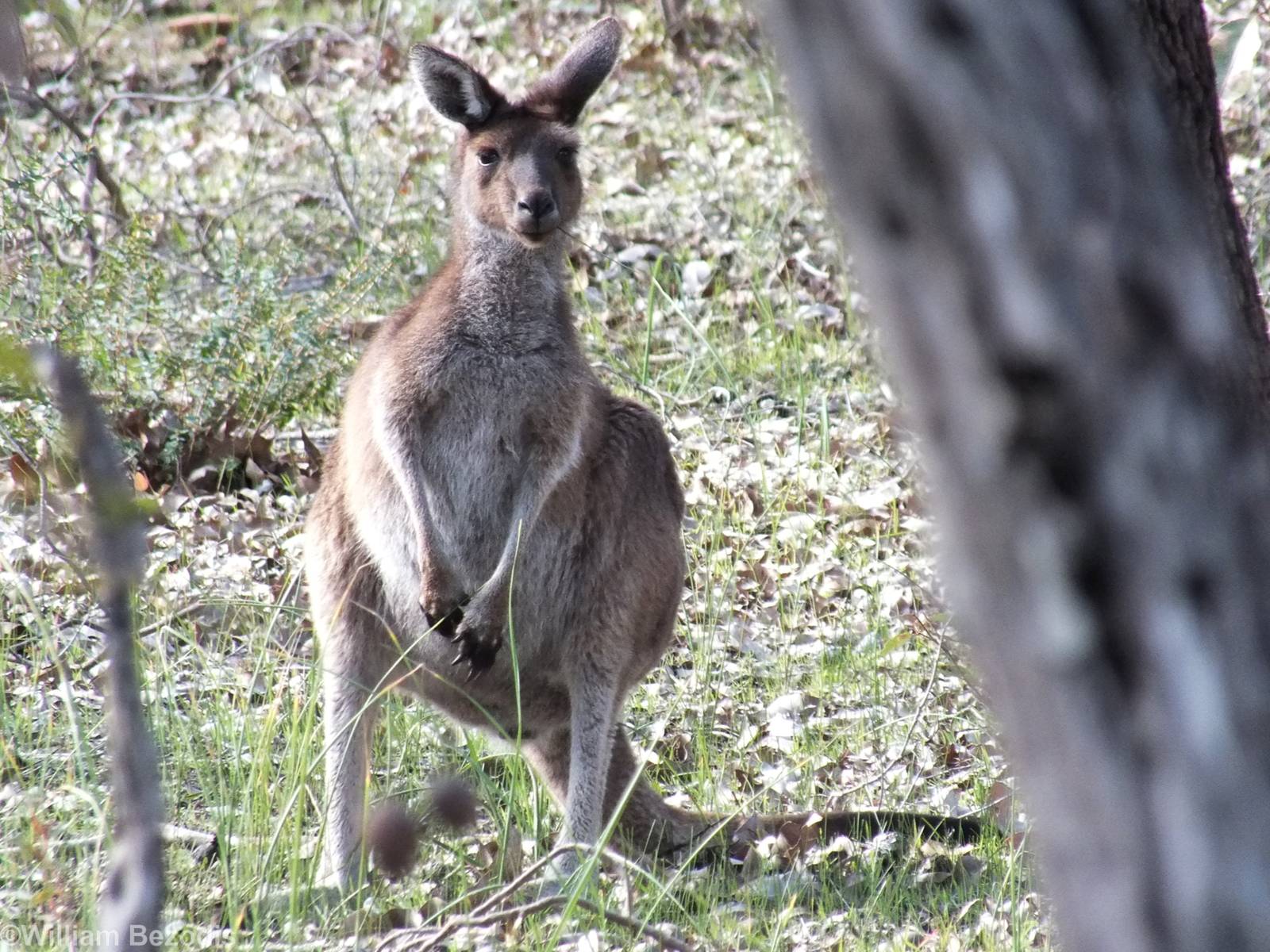 Western Grey Kangaroo