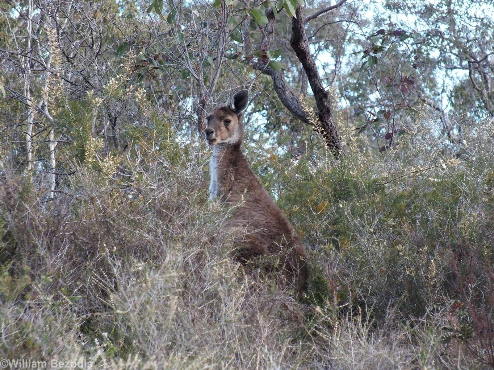 Western Grey Kangaroo