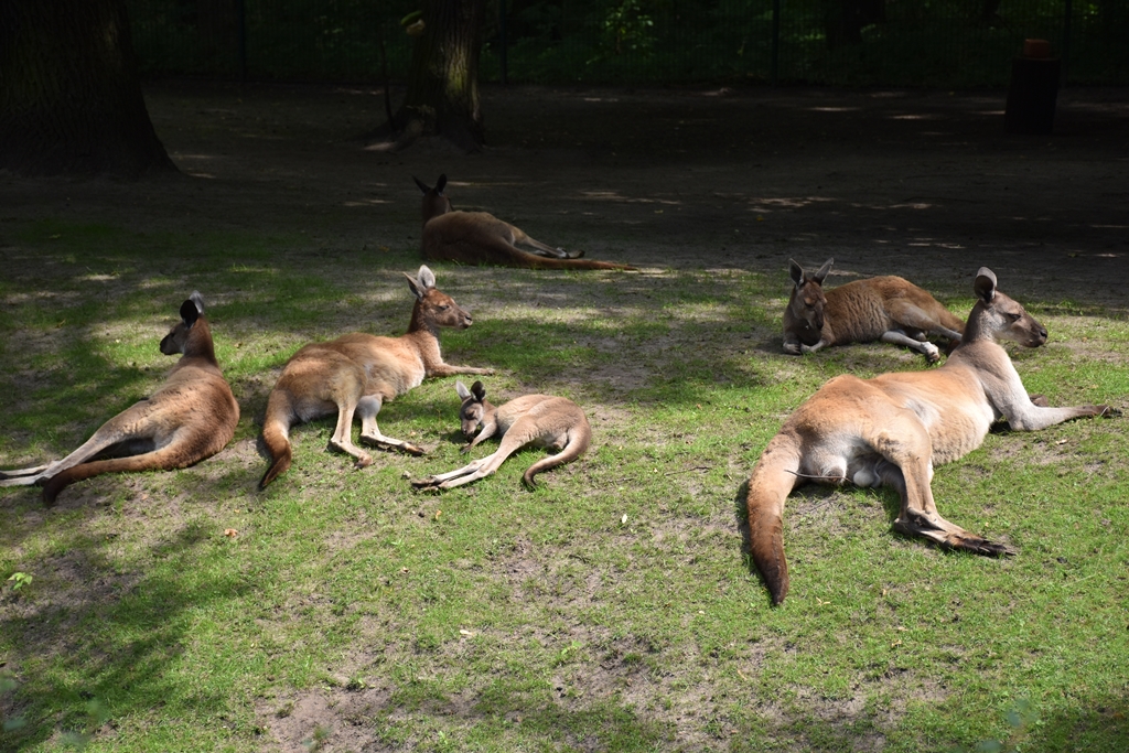 Western grey kangaroo