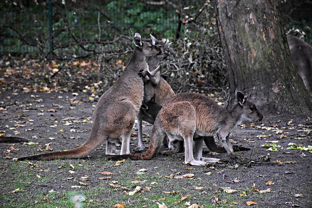 Western grey kangaroo