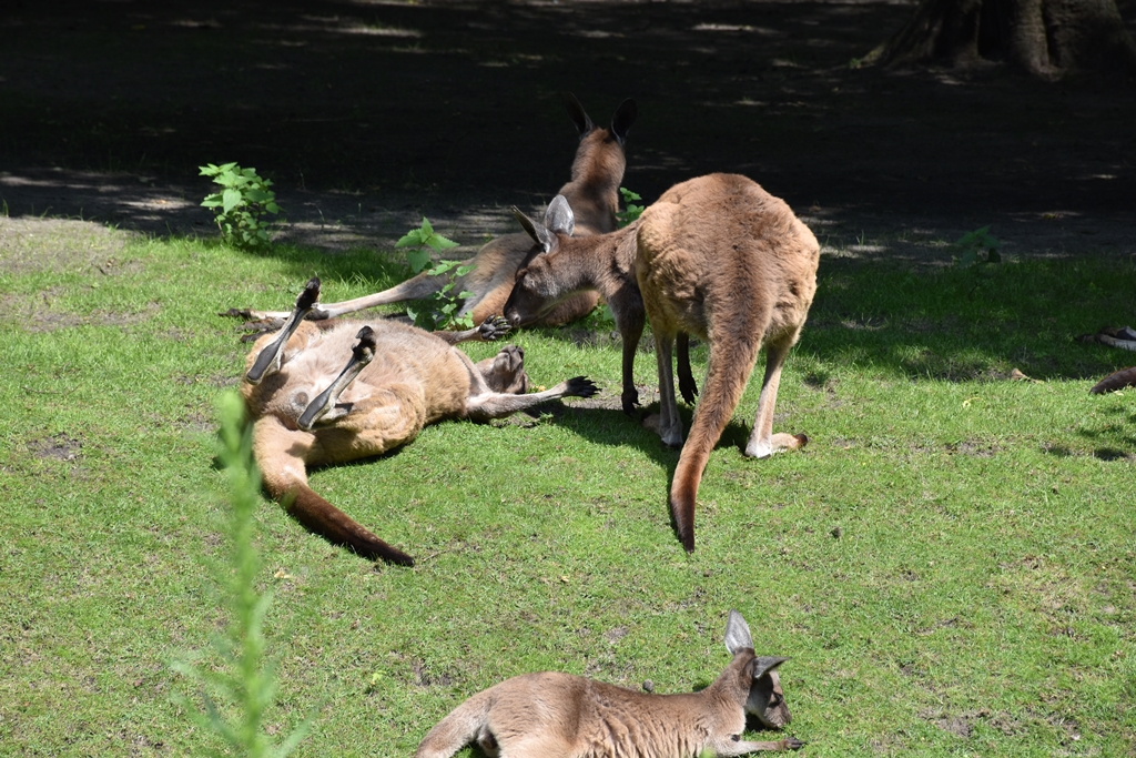 Western grey kangaroo