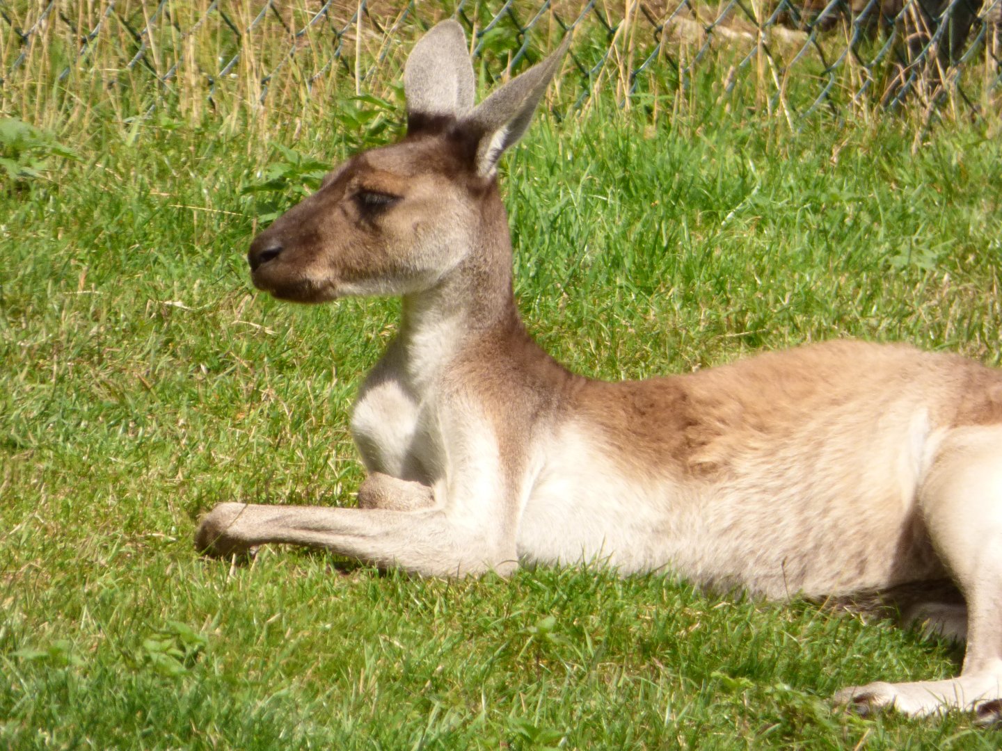 Western Grey Kangaroo