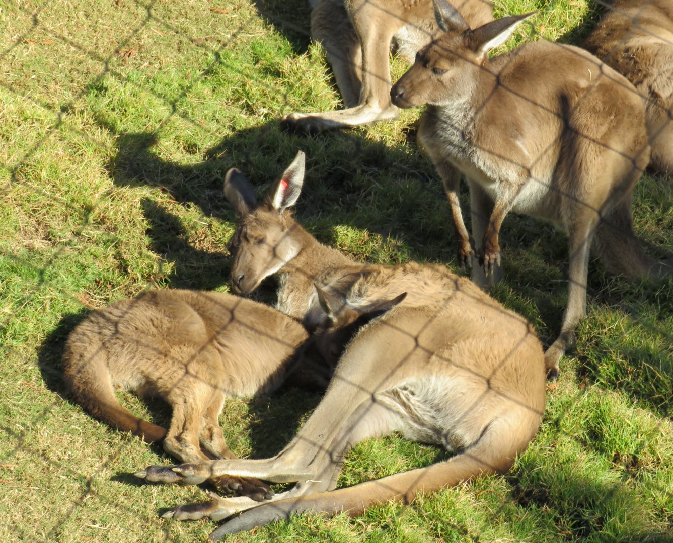 Western grey kangaroo