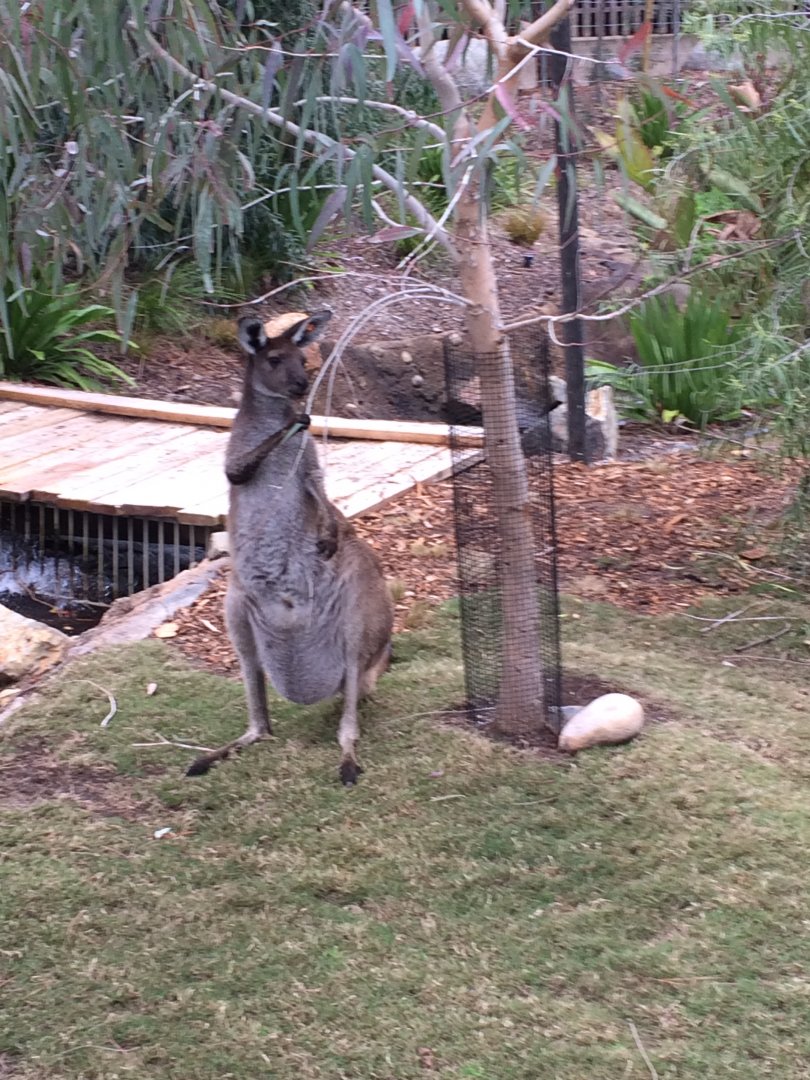 Western Grey Kangaroo