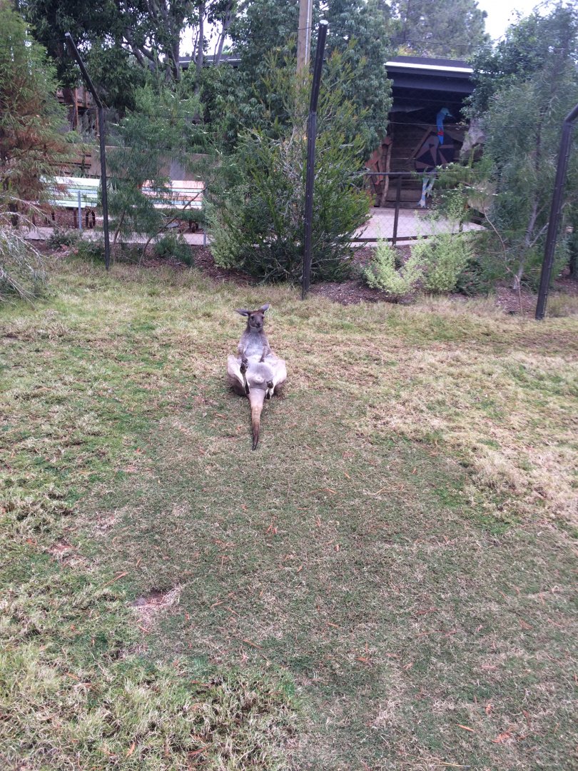 Western Grey Kangaroo