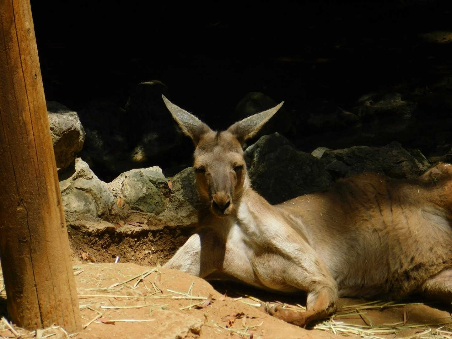 Western Grey Kangaroo