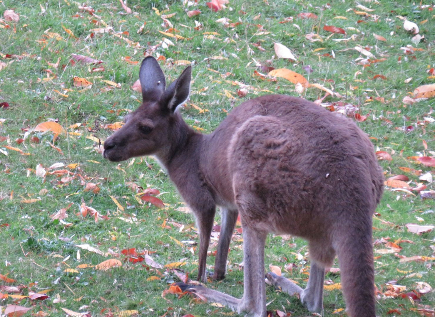 Western grey kangaroo