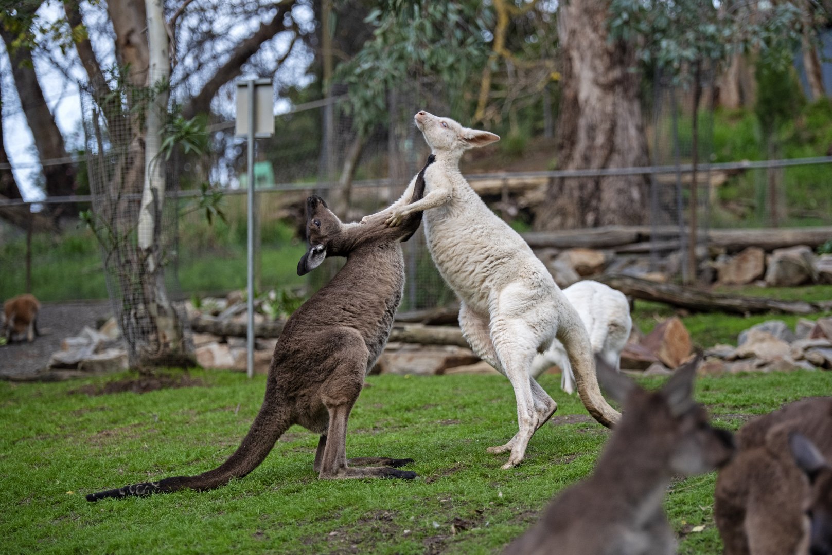 Western grey kangaroo