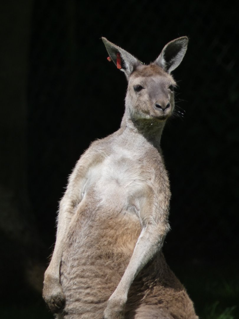 Western grey kangaroo