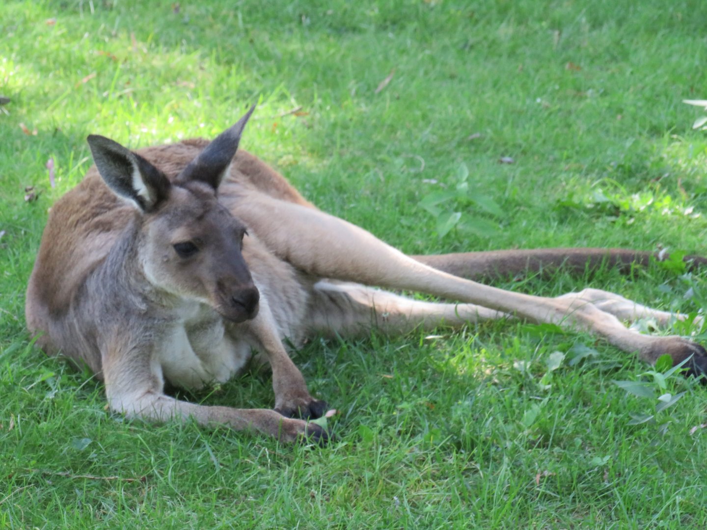 Western grey kangaroo