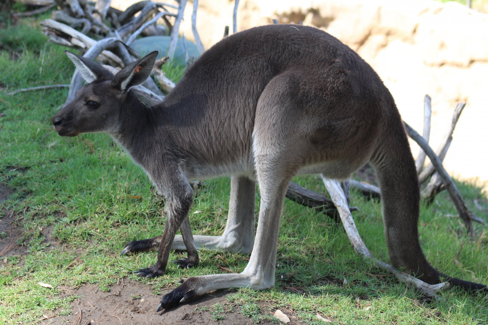 Western Grey Kangaroo
