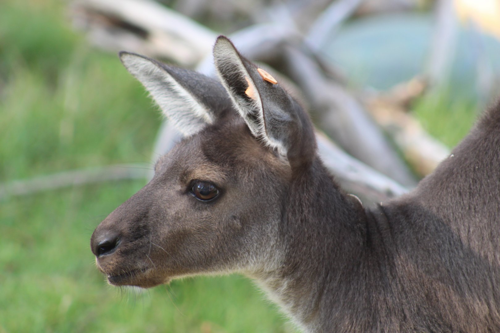 Western Grey Kangaroo