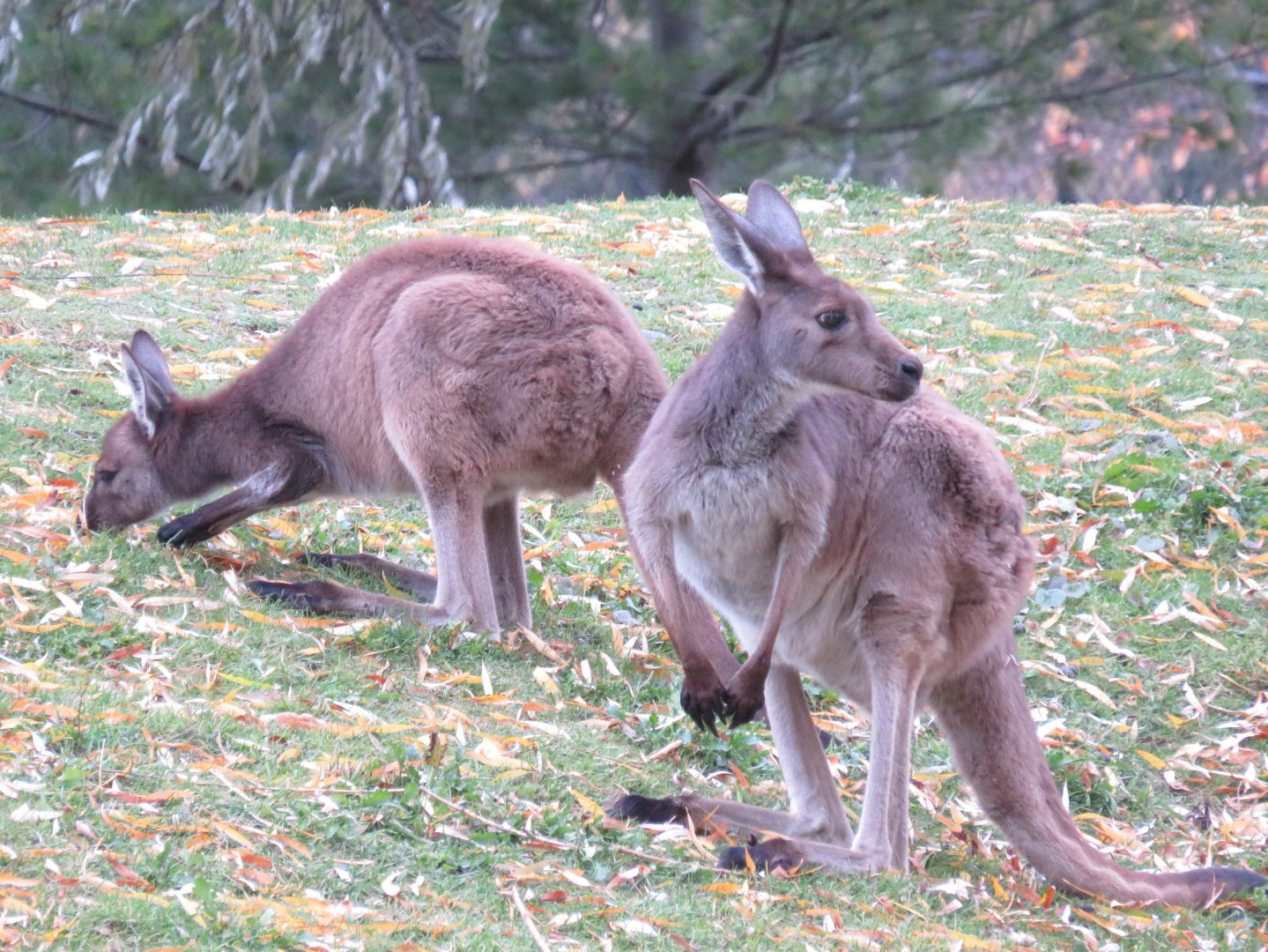 Western grey kangaroo