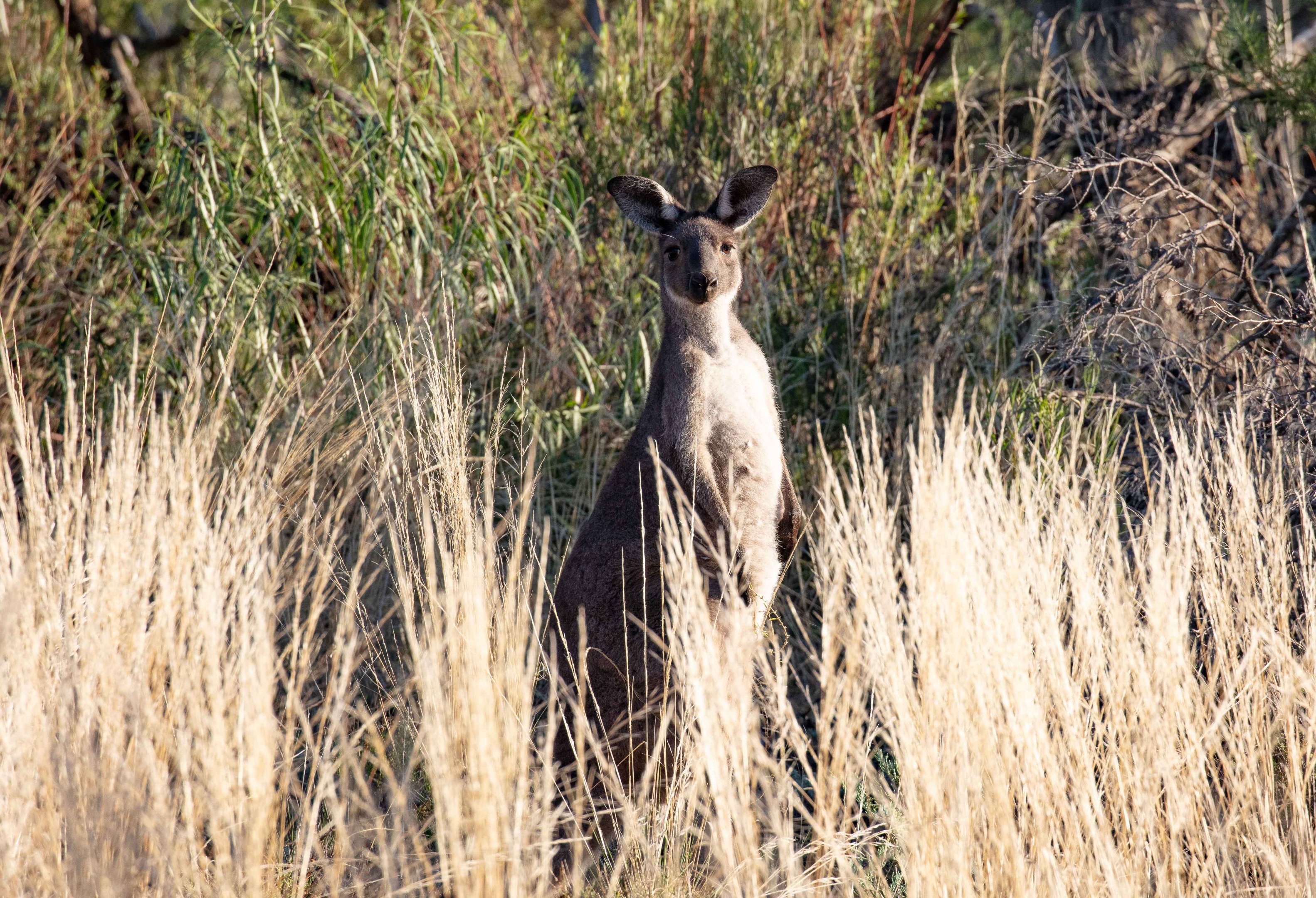 Western Grey Kangaroo