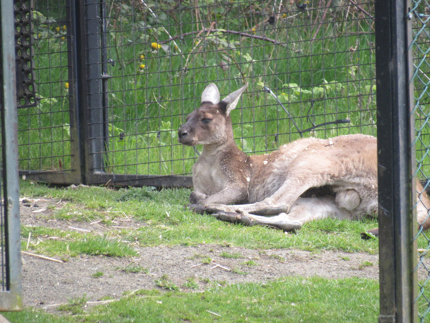 Western Grey Kangaroo