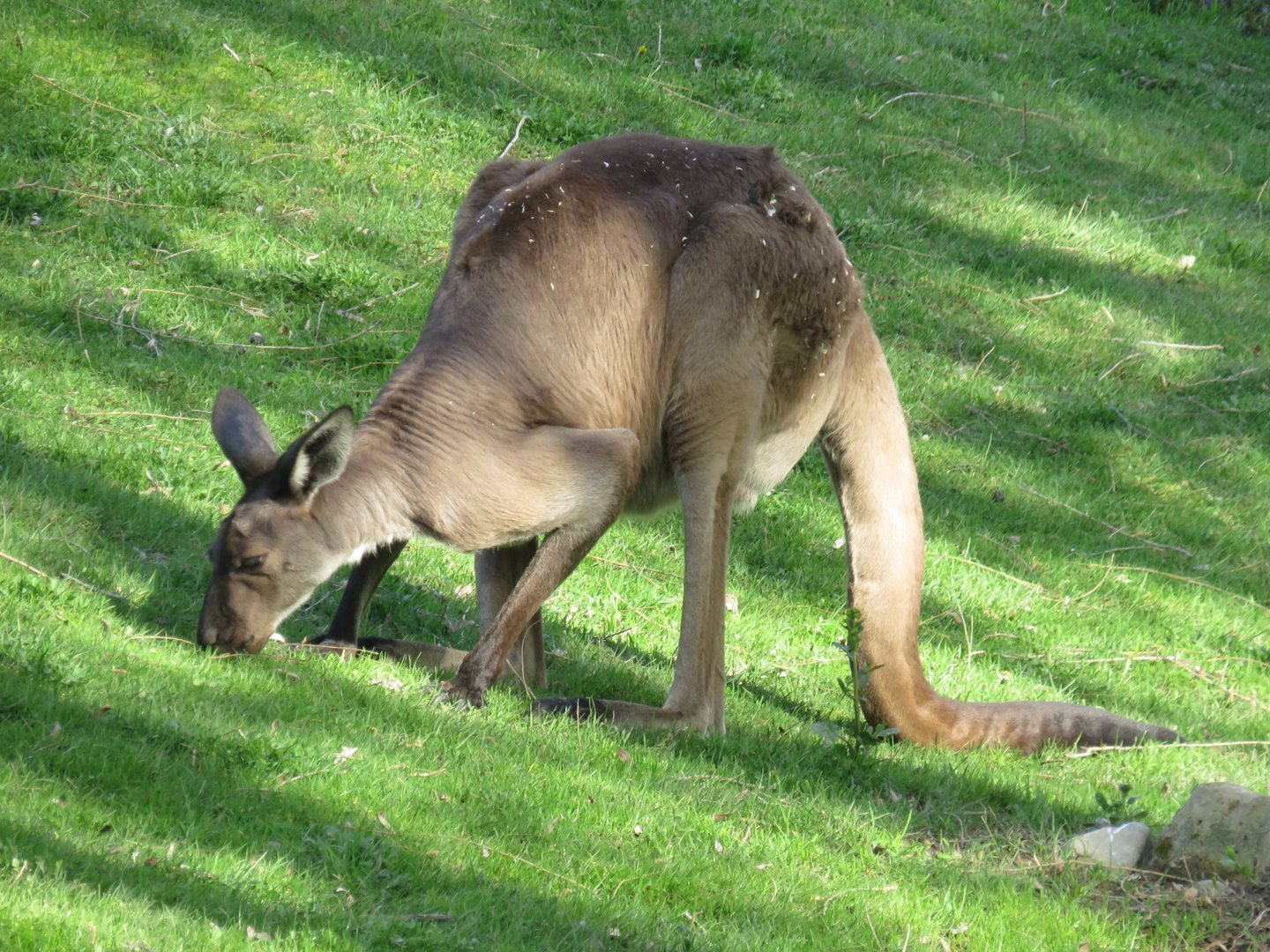 Western grey kangaroo