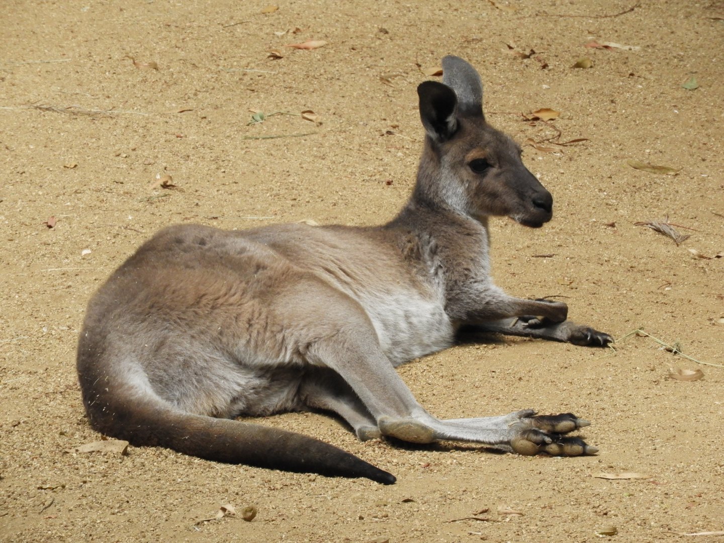 Western grey kangaroo