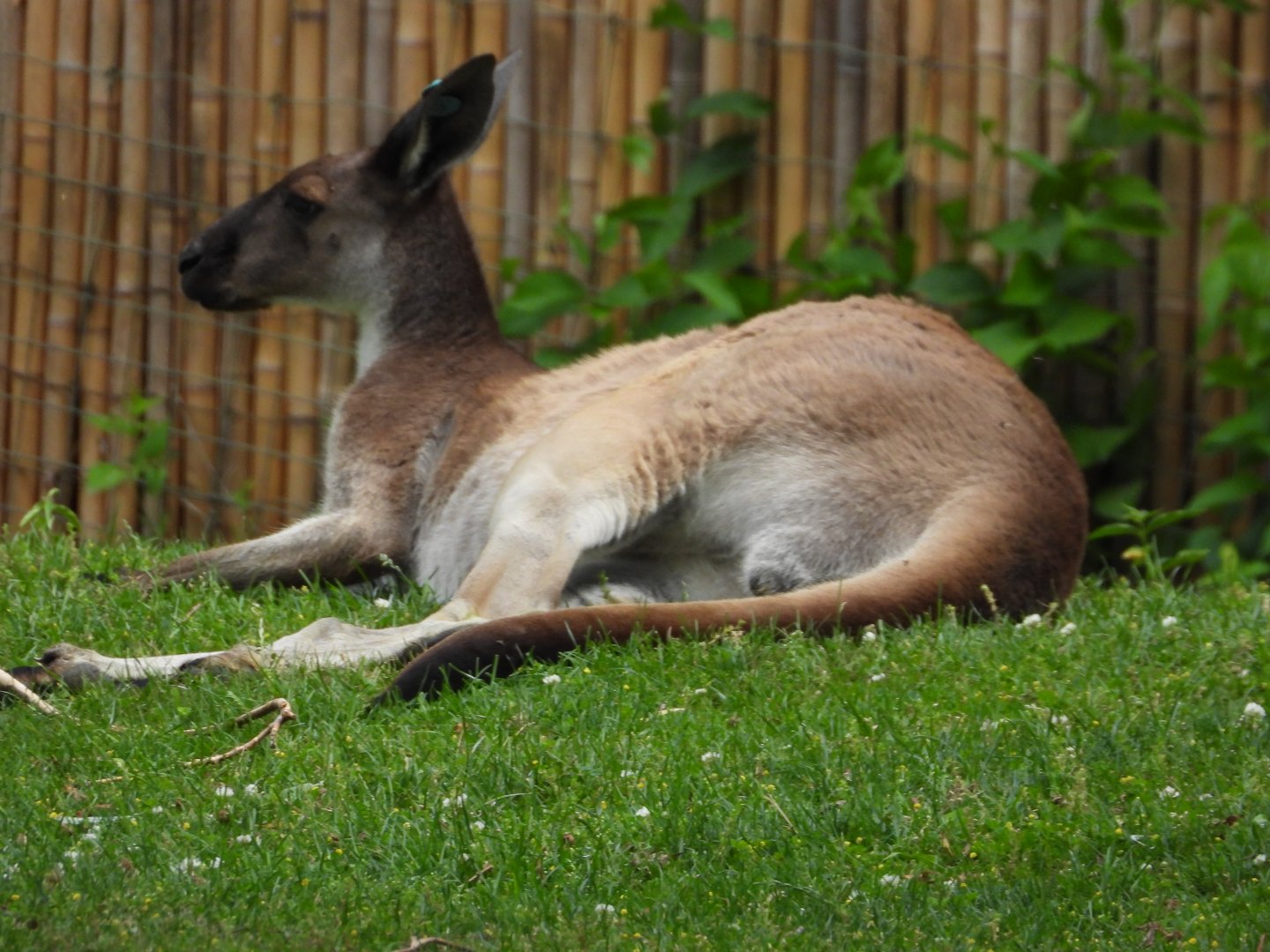 Western grey kangaroo