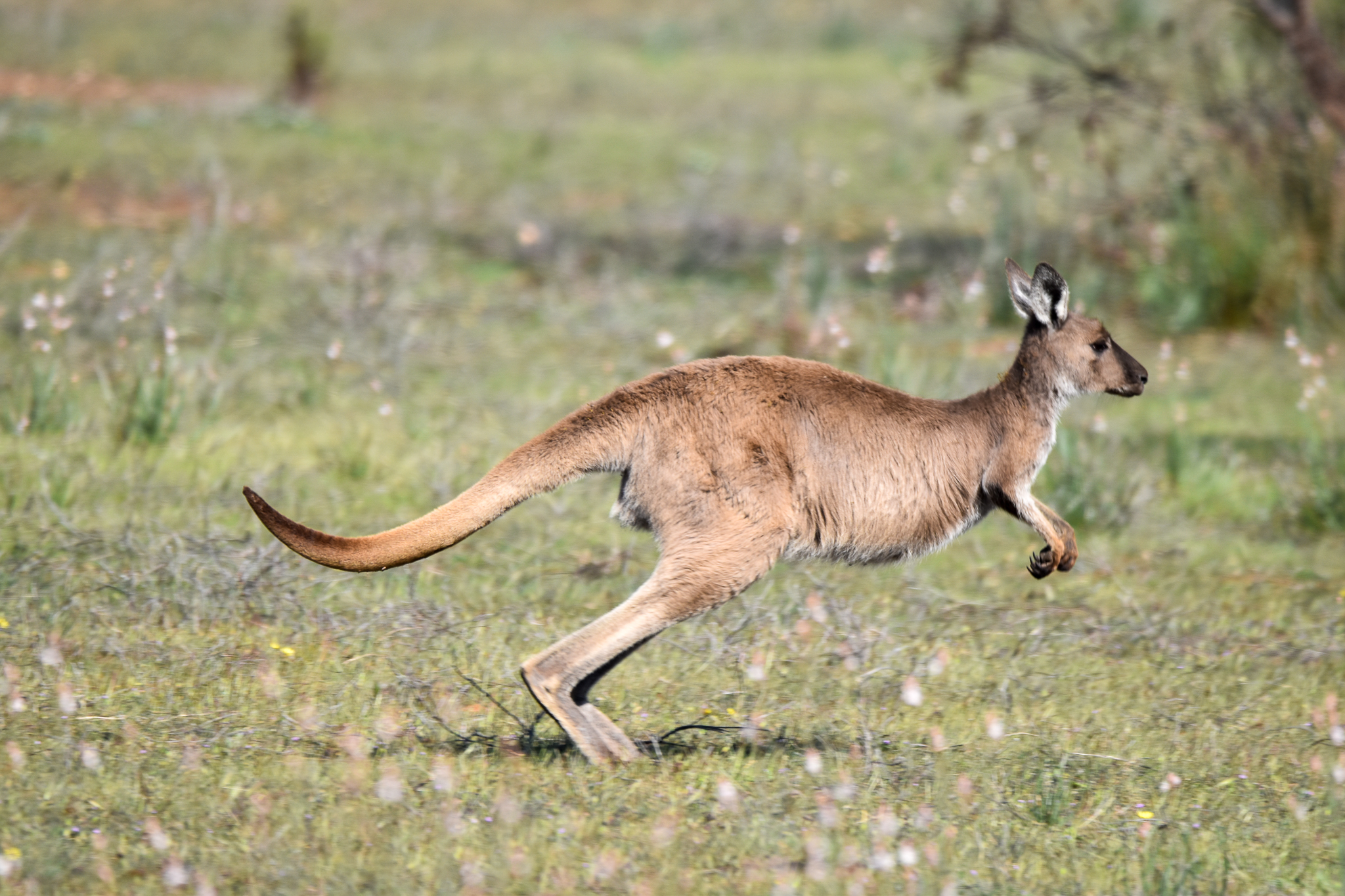 Western Grey Kangaroo